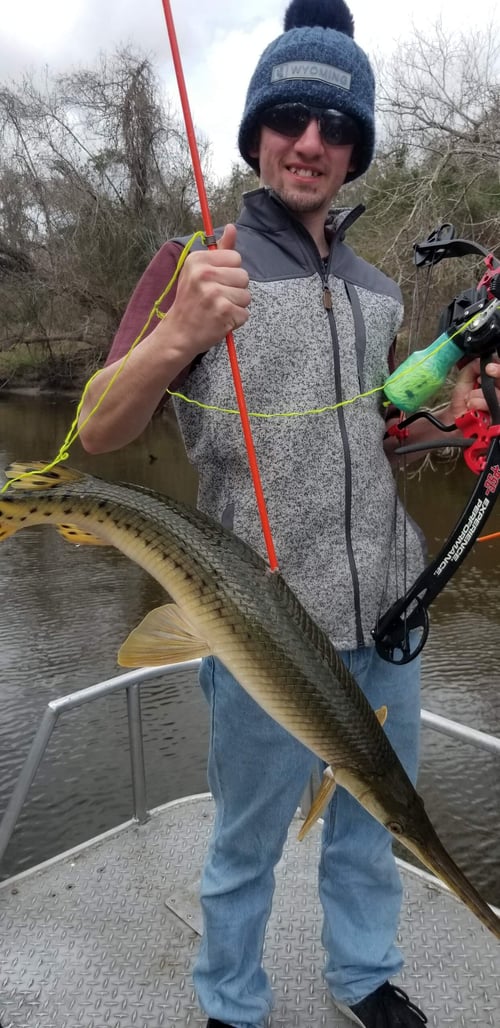 Trophy Alligator Gar Bowfishing