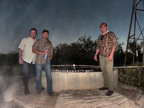 West Texas Weekday Dove Hunt