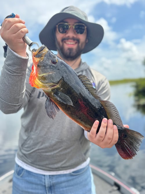 South Florida Everglades Fishing!