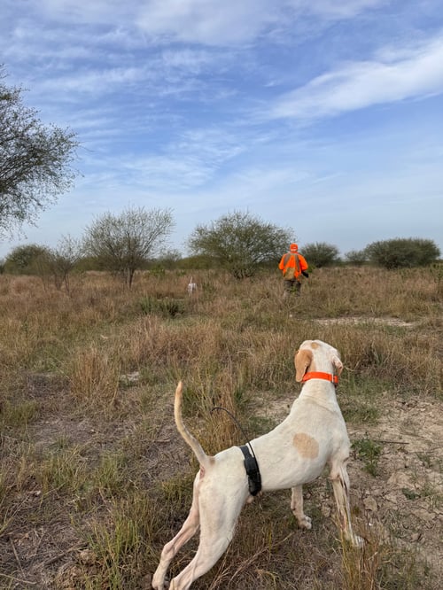 Ducks, Dove & Quail in Tamaulipas, Mexico
