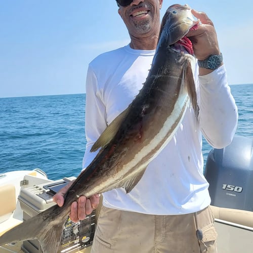 Cobia Fishing in Brunswick, Georgia
