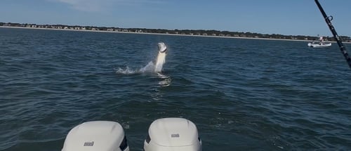 Hilton Head Inshore Fishing Trip