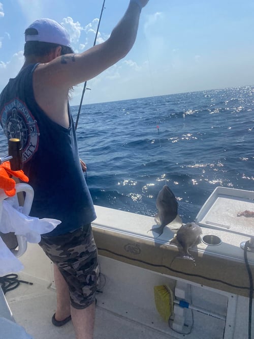 Triggerfish Fishing in Destin, Florida