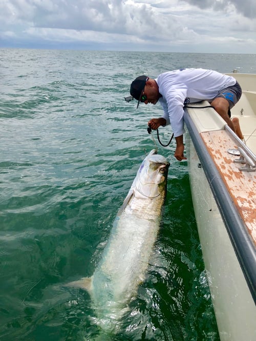Galveston Bay Tarpon Hunt