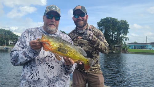 Peacock Bass Fishing in Lake Worth Corridor, Florida