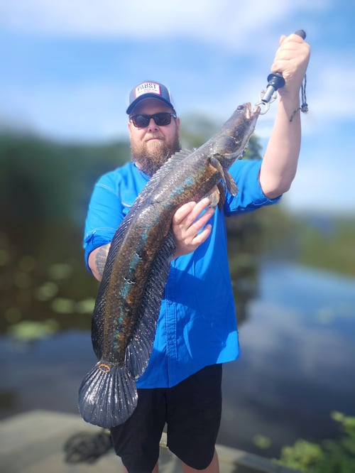 Snakehead Fishing in Lake Worth Corridor, Florida