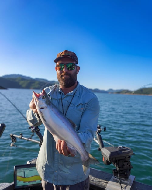 Steelhead in the Trinity River
