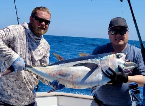 Blackfin Tuna Fishing in Wanchese, North Carolina