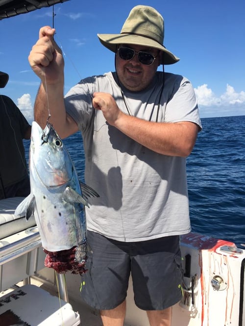 3 Hr Shark trip