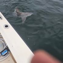 Bluefin Tuna / Shark Trip