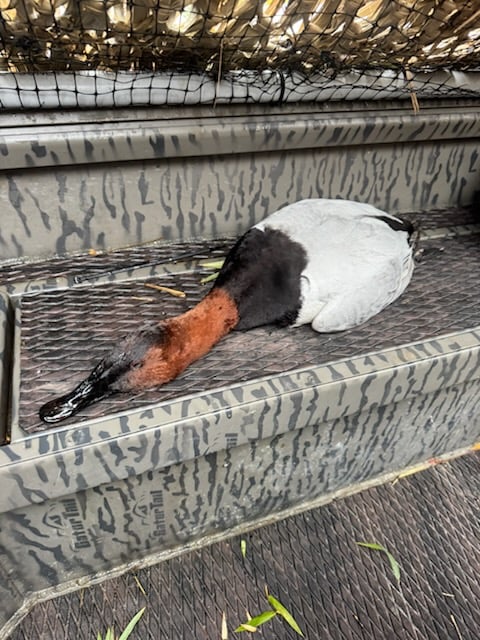 Waterfowl Hunts