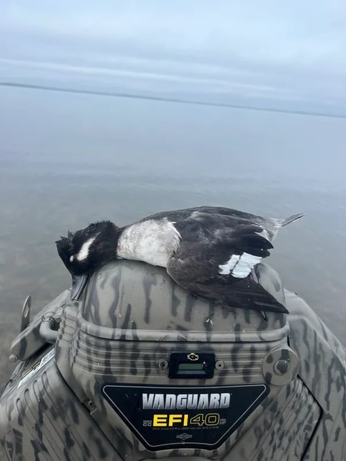 Waterfowl Hunts