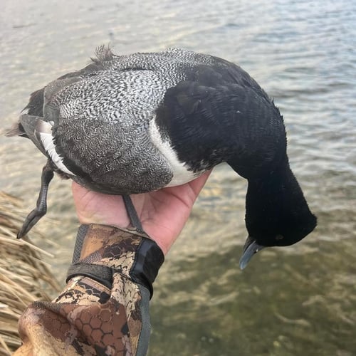 Waterfowl Hunts