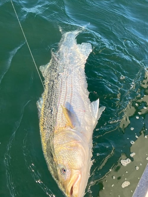 Inshore Fishing NY/NJ/NYC