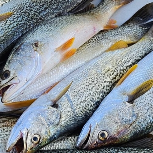 Inshore Fishing NY/NJ/NYC