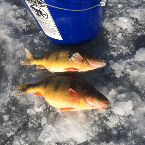 Ice fishing a variety of species