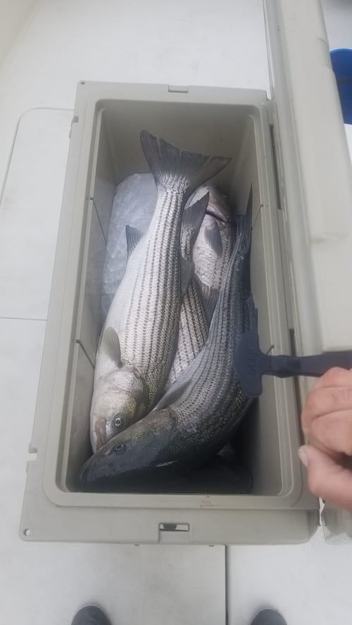 Cape May Inshore Trip