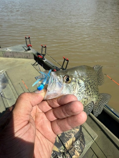 Crappie fishing on Mark Twain Lake