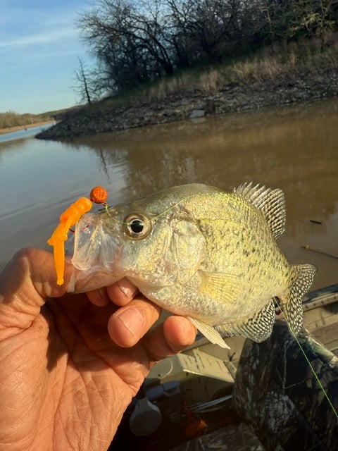 Crappie fishing on Mark Twain Lake