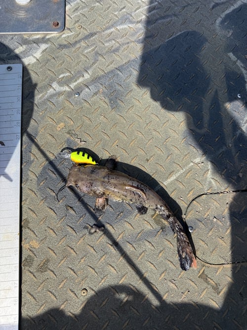 Jug-lining for catfish on MTL