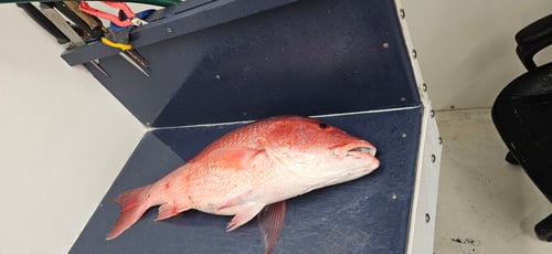 Ref Snapper