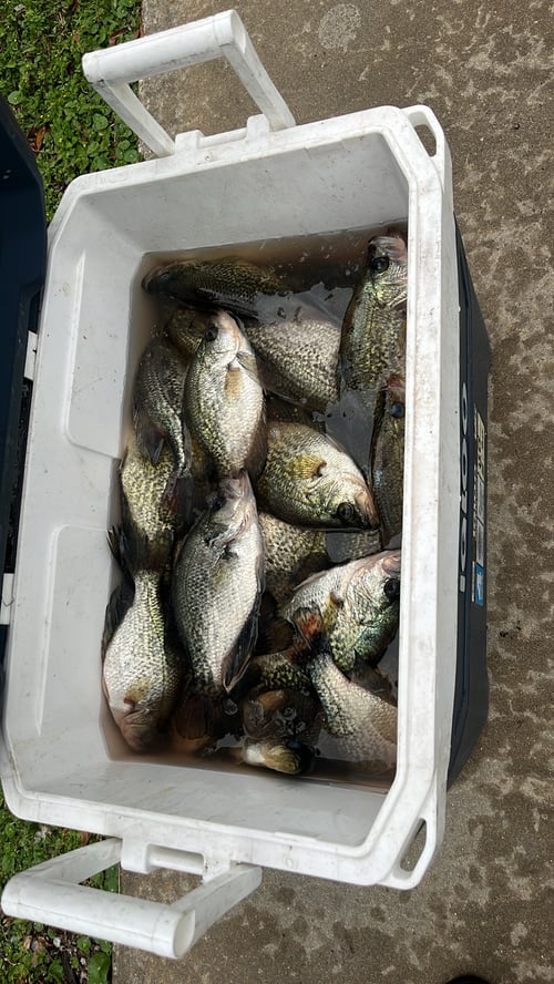 Lake Okeechobee Crappie Fishing