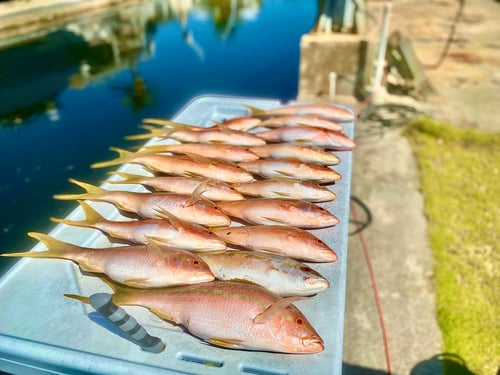 Yellowtail Snapper Fishing in Big Pine Key, Florida