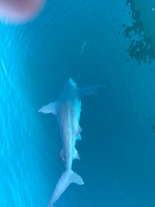 4 Hour Bay Shark Fishing