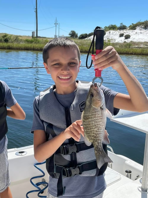 Mangrove Snapper Fishing in Shalimar, Florida