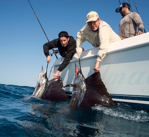 Sailfish Fishing in Coral Gables, Florida