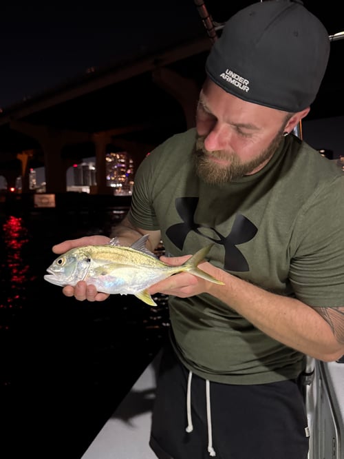 Day Trip (reef, offshore, inshore)