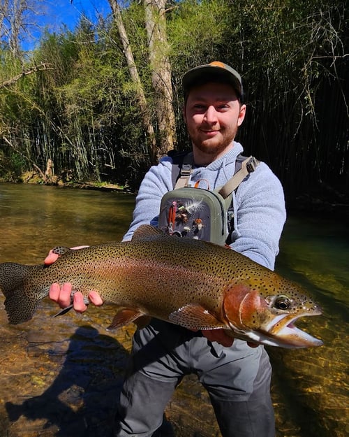 Trophy trout fly fishing experience