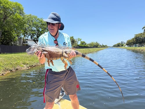 Iguana Hunt
