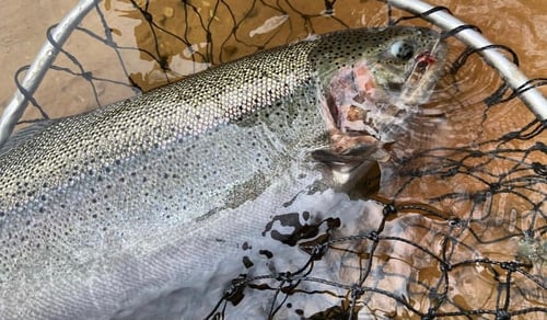 Big Manistee Guide Trip