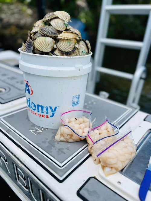 Crystal River Scalloping