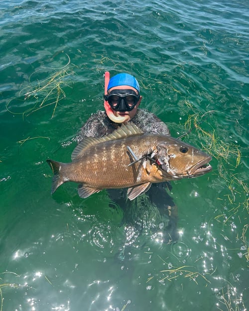 6 hour spearfishing/Lobster