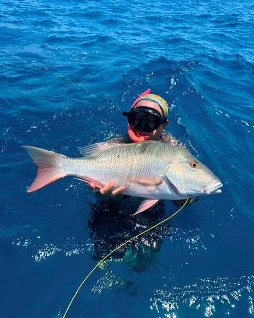 6 hour spearfishing/Lobster