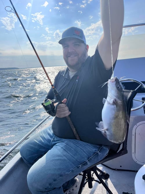Trophy Blue Catfish