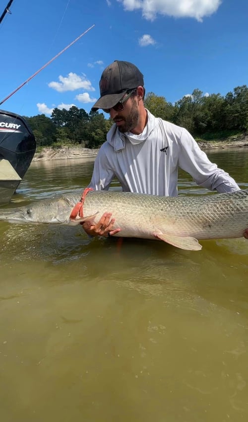 Bank Alligator Gar