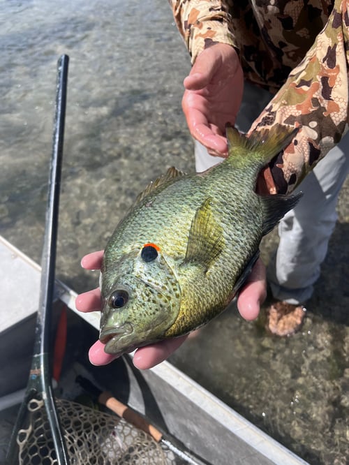 Fly fishing for Guadalupe Bass! 