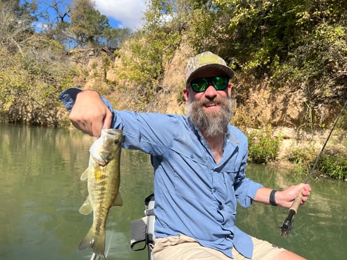 Fly fishing for Guadalupe Bass! 