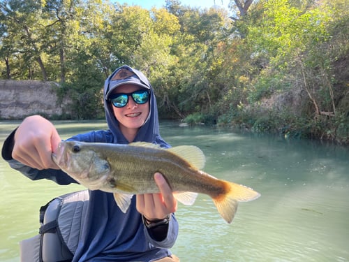 Fly fishing for Guadalupe Bass! 