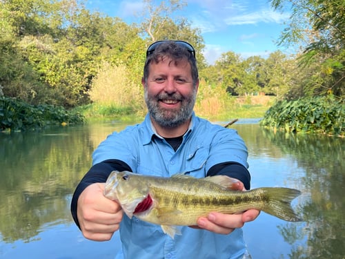 Fly fishing for Guadalupe Bass! 