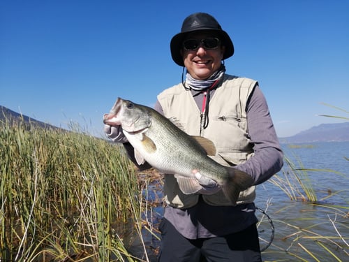 Bass Fishing Lake Chapala, Ajijic, Jalisco, México