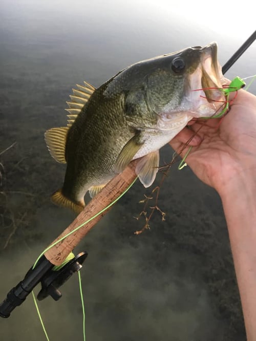 Fly Fishing for Bass