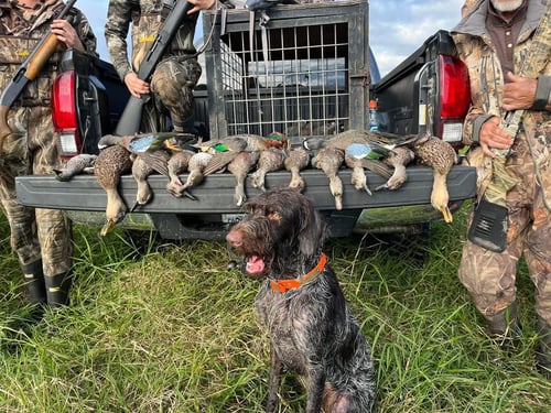 Lake Okeechobee Duck Hunts