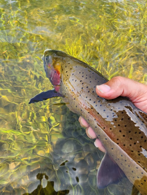Spin Fishing the North Fork and White River