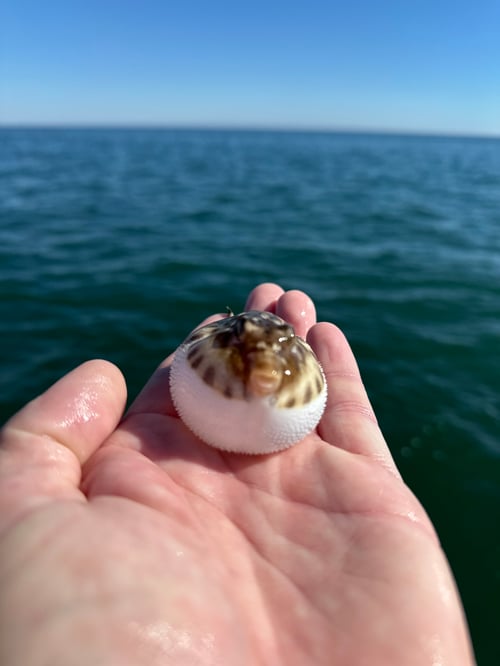 Inshore Fishing Trip