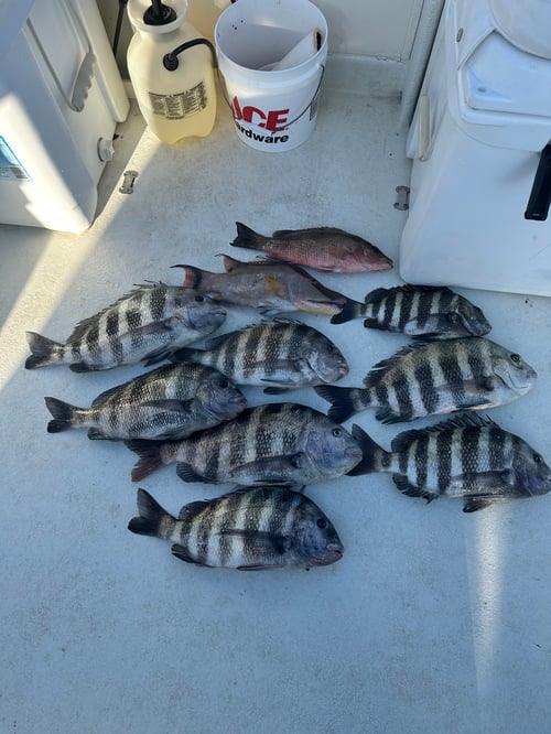 Mangrove Snapper, Sheepshead Fishing in Yankeetown, Florida