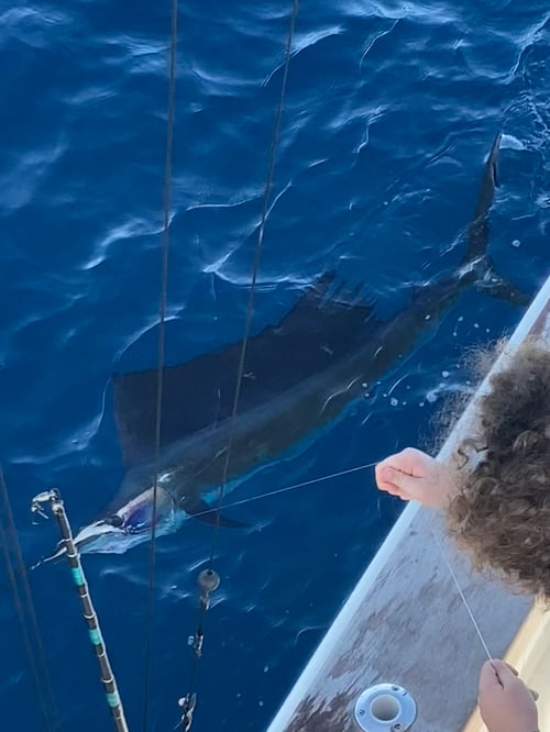 Sailfish Fishing in West Palm Beach, Florida